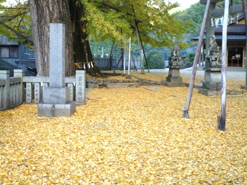金色の落ち葉を踏んで寄る大樹.jpg